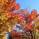 Illustration for article titled Pics from the Curbside: 2018-10-14 to Kitsilano Secondary School